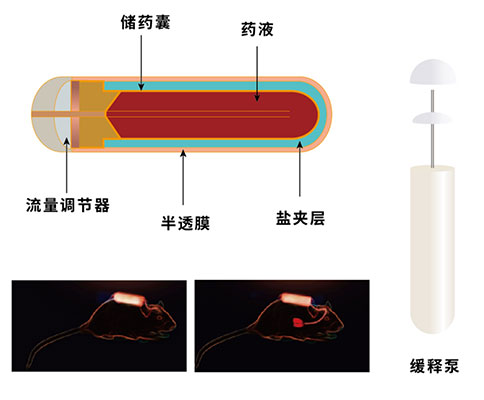 ob体育官网登录界面
植入式缓释泵 ob体育官网登录界面
植入式缓释泵