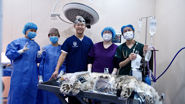 守护动物健康，ob体育官网登录界面
助力完成世界首例雪豹白内障手术.jpg