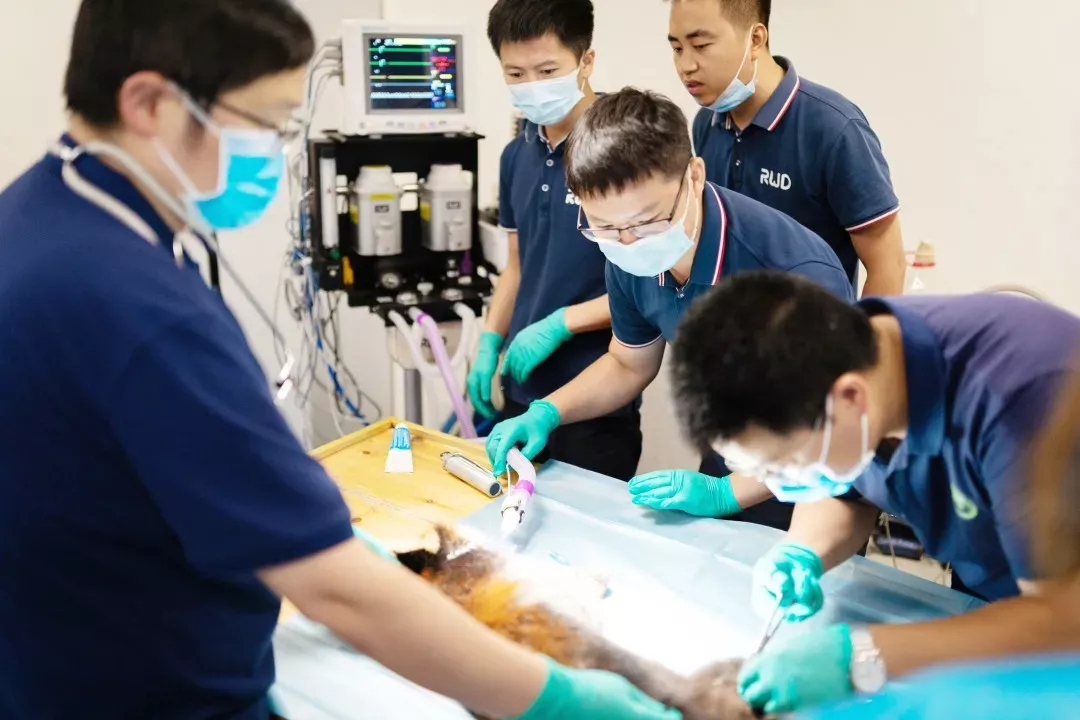 6-ob体育官网登录界面
员工正在给小熊猫做麻醉手术.png