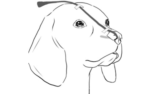 【行业标准】犬猫氧气疗法技术规范全部解答