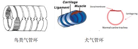 鸟类的呼吸系统有啥不同？？