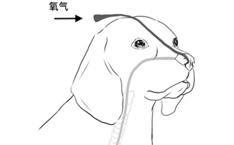 【行业标准】犬猫氧气疗法技术规范全部解答