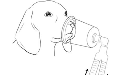 【行业标准】犬猫氧气疗法技术规范全部解答