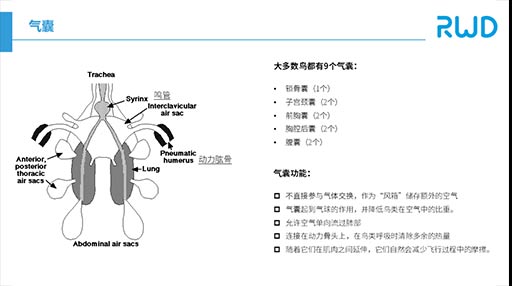 鸟类的呼吸系统有啥不同？？
