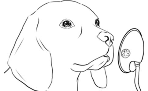 【行业标准】犬猫氧气疗法技术规范全部解答