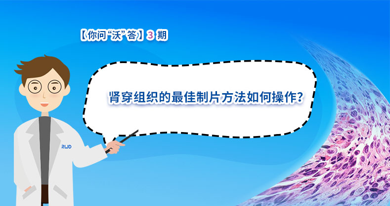 肾穿组织的最佳制片方法如何操作？