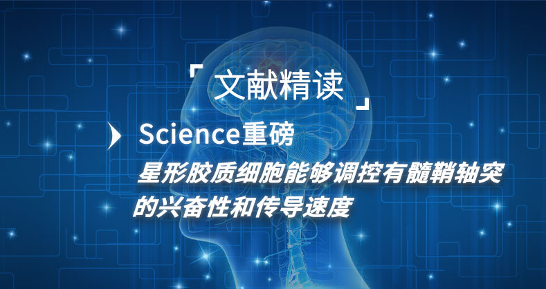 星形胶质细胞能够调控有髓鞘轴突的兴奋性和传导速度