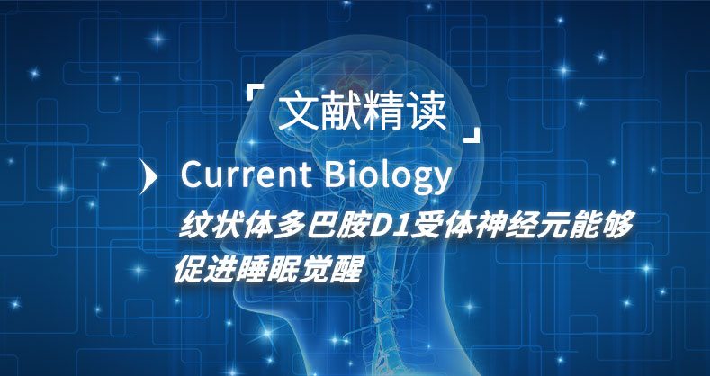 纹状体多巴胺D1受体神经元能够促进睡眠觉醒