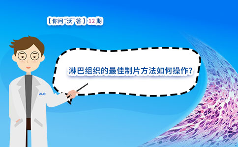 淋巴组织的最佳制片方法如何操作？