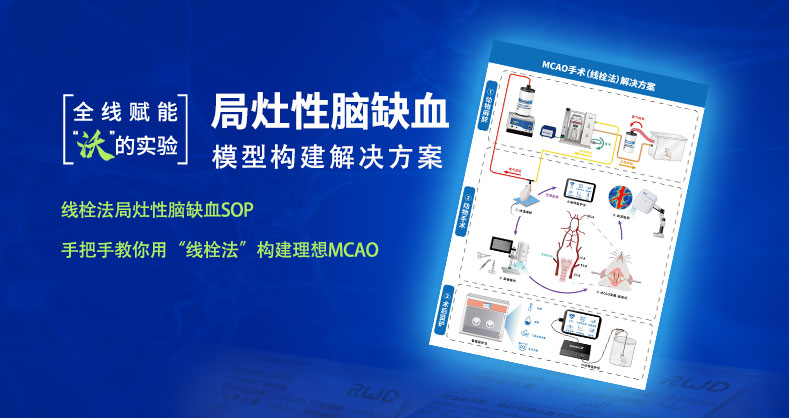 局灶性脑缺血模型构建标准操作流程指引