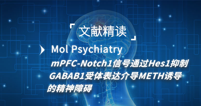  mPFC-Notch1信号通过Hes1抑制GABAB1受体表达介导METH诱导的精神障碍