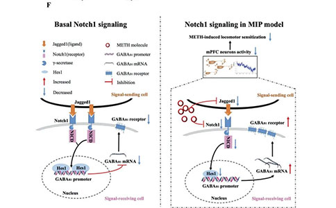  mPFC-Notch1信号通过Hes1抑制GABAB1受体表达介导METH诱导的精神障碍