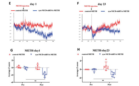  mPFC-Notch1信号通过Hes1抑制GABAB1受体表达介导METH诱导的精神障碍