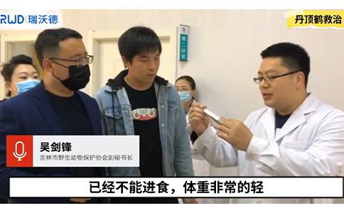 ob体育官网登录界面
动物麻醉机助力全国首例国家一级保护动物丹顶鹤下义喙手术