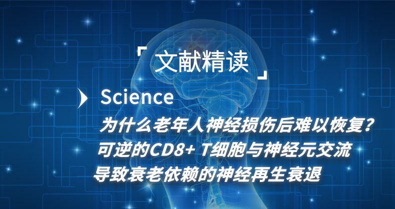 为什么老年人神经损伤后难以恢复？可逆的CD8+ T细胞与神经元交流导致衰老依赖的神经再生衰退 