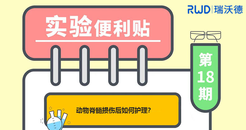 动物脊髓损伤后如何护理？ 