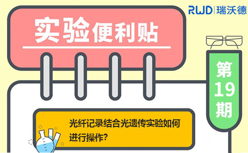 光纤记录结合光遗传实验如何进行操作