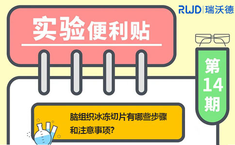 脑组织冰冻切片有哪些步骤和注意事项
