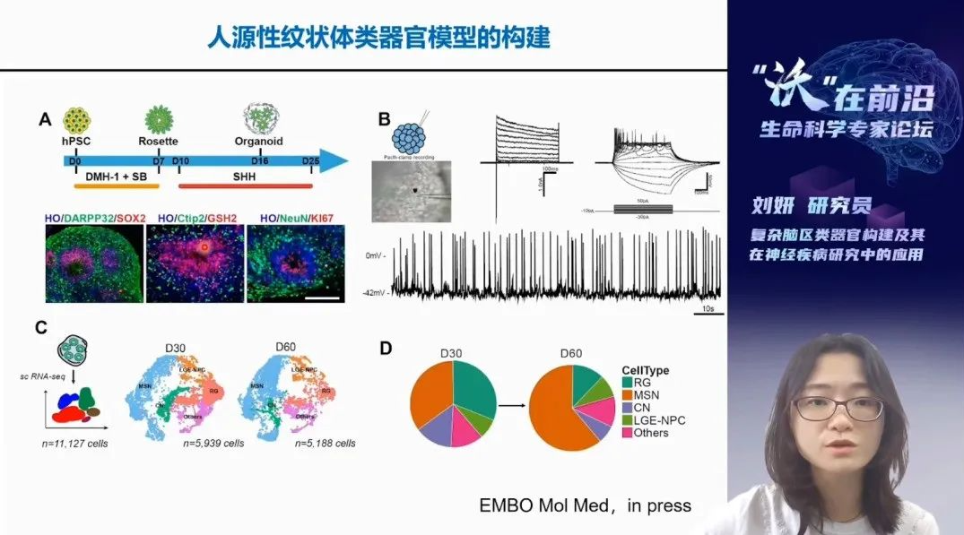 复杂脑区类器官构建及其在神经疾病研究中的应用
