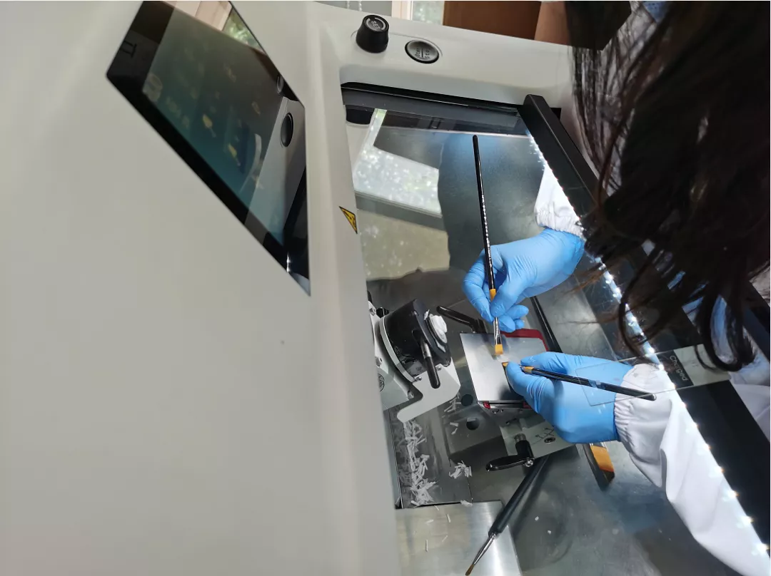 医学院切片现场