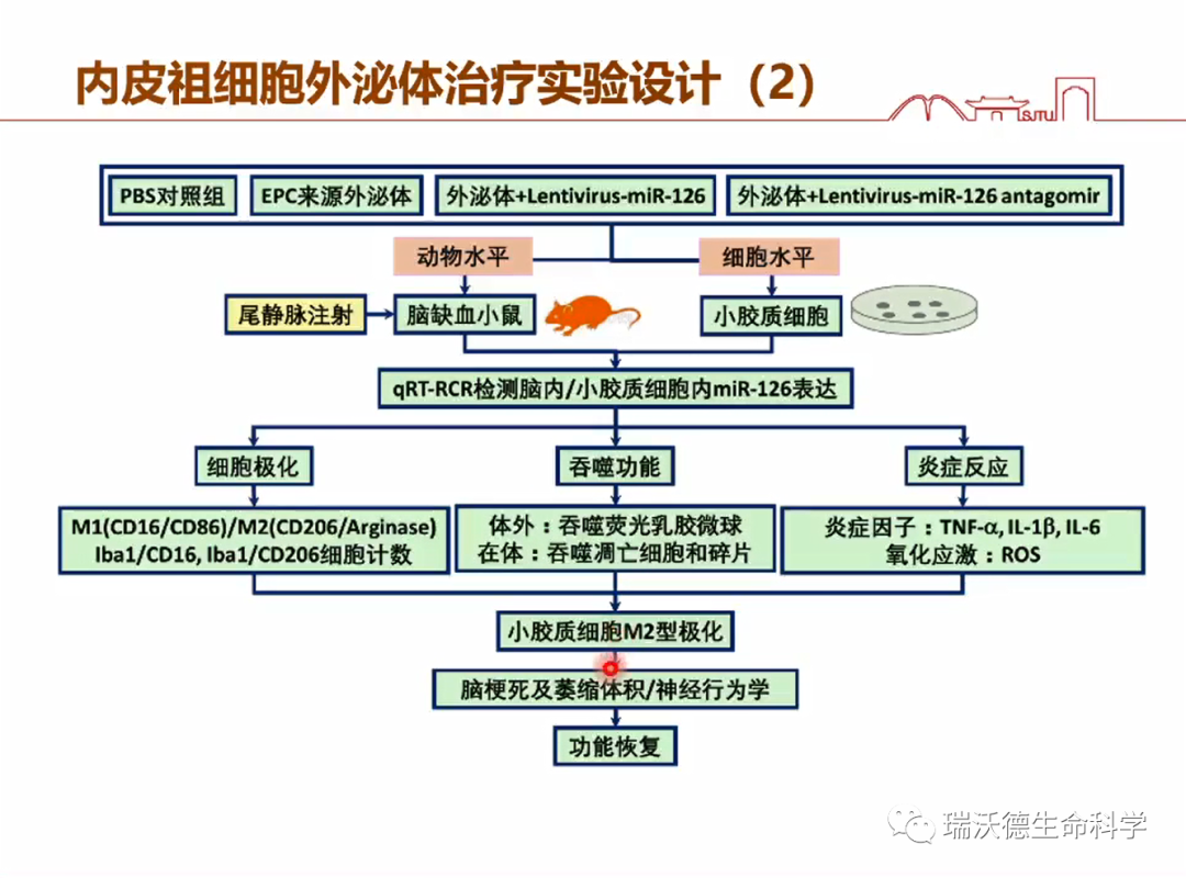 内皮祖细胞外泌体治疗实验设计2