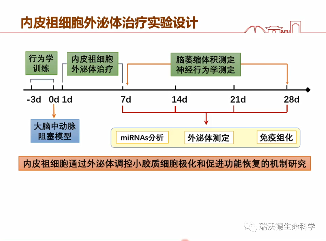 内皮祖细胞外泌体治疗实验设计