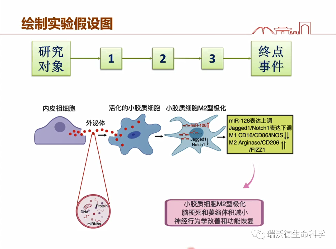 绘制实验假设图