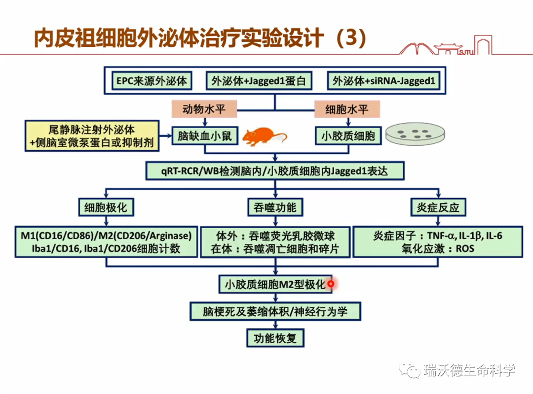 内皮祖细胞外泌体治疗实验设计3