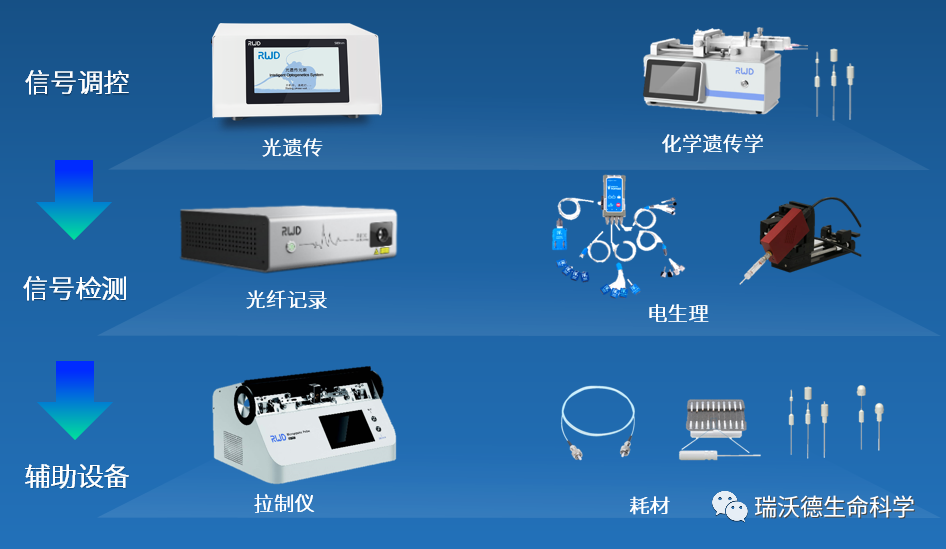 神经环路信号检测调控