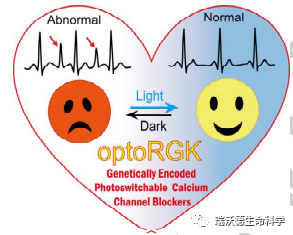 optoRGK作用示意图