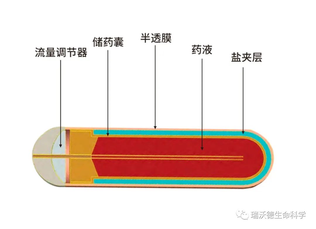 缓释泵内部结构
