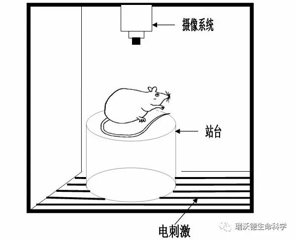 被动回避