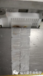 切片纵裂