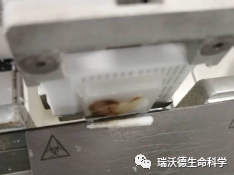 切片卷起呈圆筒状