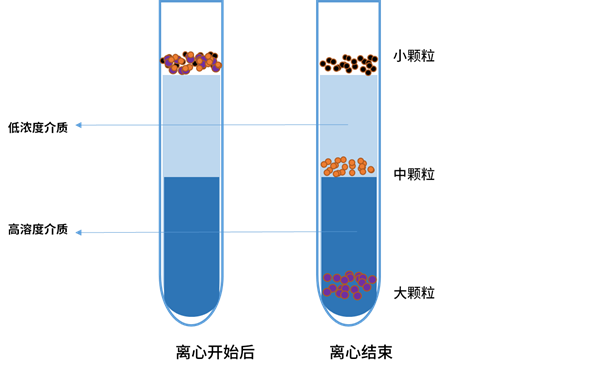 密度梯度离心示意图