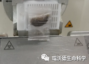 切片粘刀或皱褶