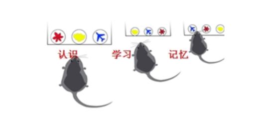 增加更多操作性行为