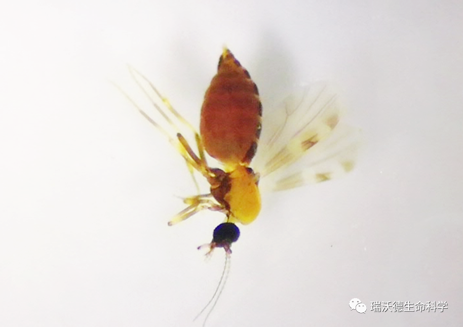 蚊类昆虫