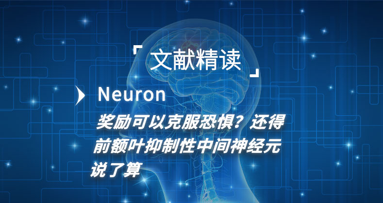 奖励可以克服恐惧？还得前额叶抑制性中间神经元说了算