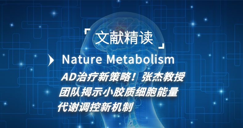 AD治疗新策略！张杰教授团队揭示小胶质细胞能量代谢调控新机制
