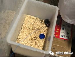 小鼠注射后