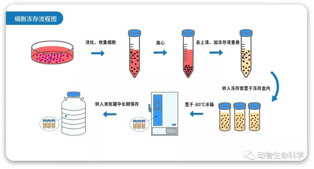 细胞冻存流程