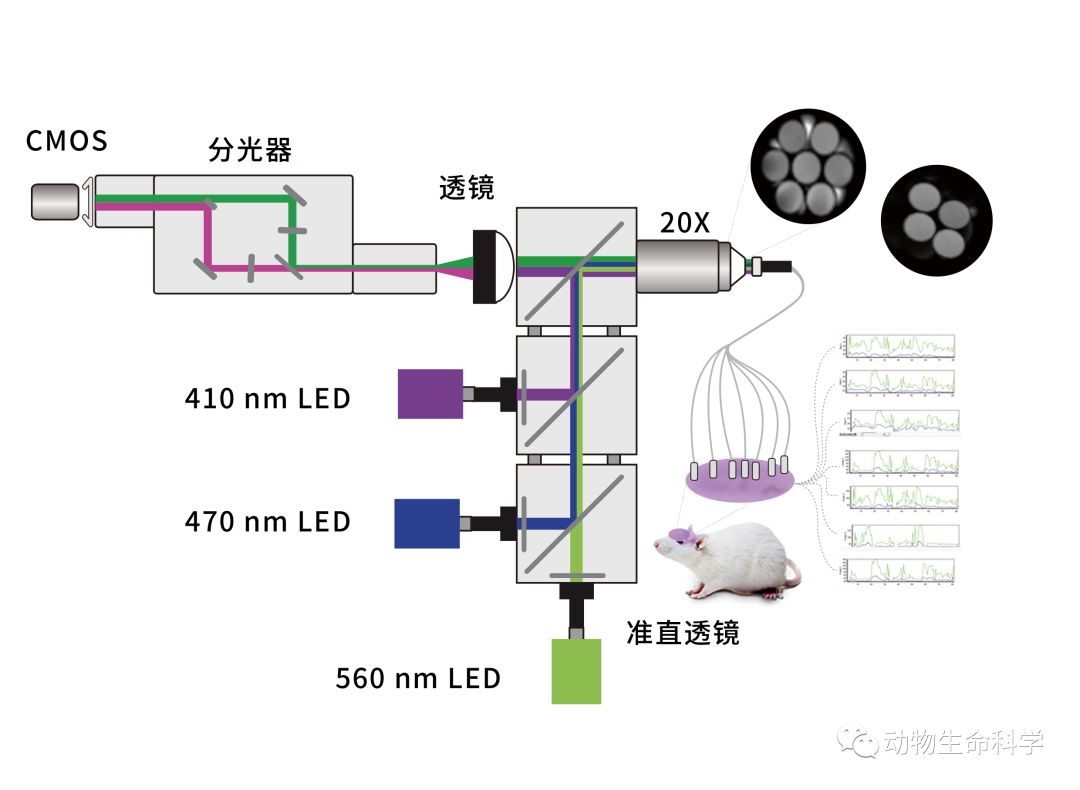 多通道光纤记录系统