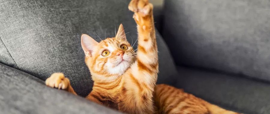 猫咪