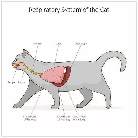 猫咪胸腔结构
