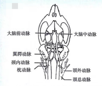 颈正中切口