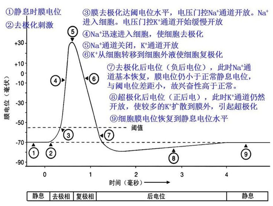 动作电位各阶段