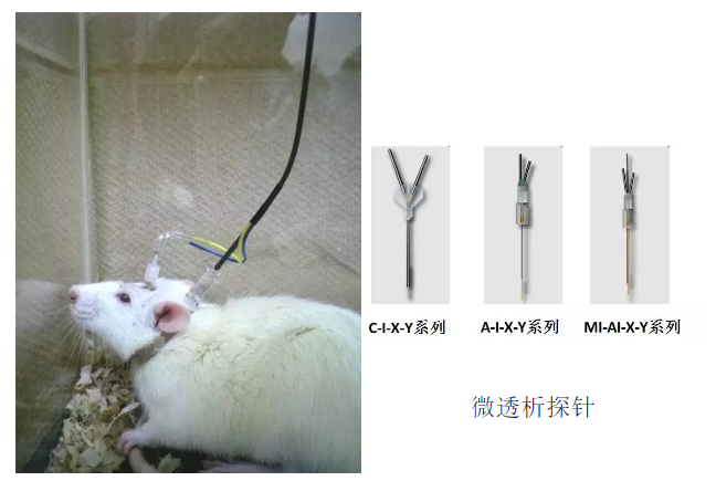 动物大脑微透析