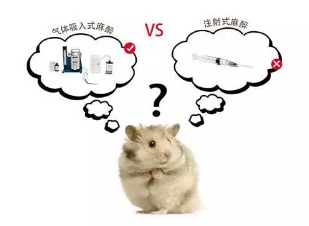 吸入麻醉还是注射麻醉？
