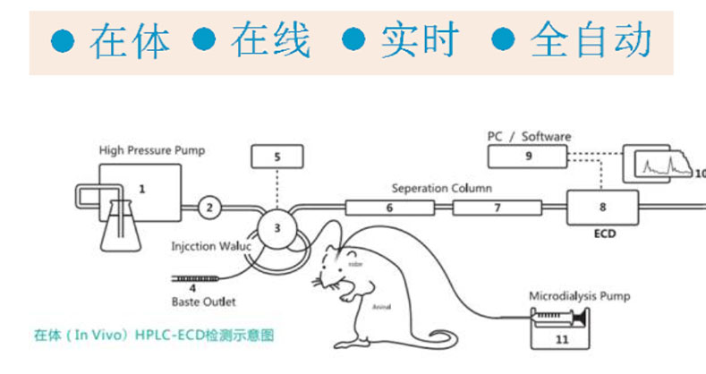 清醒动物大脑神经递质的提取和在线检测分析